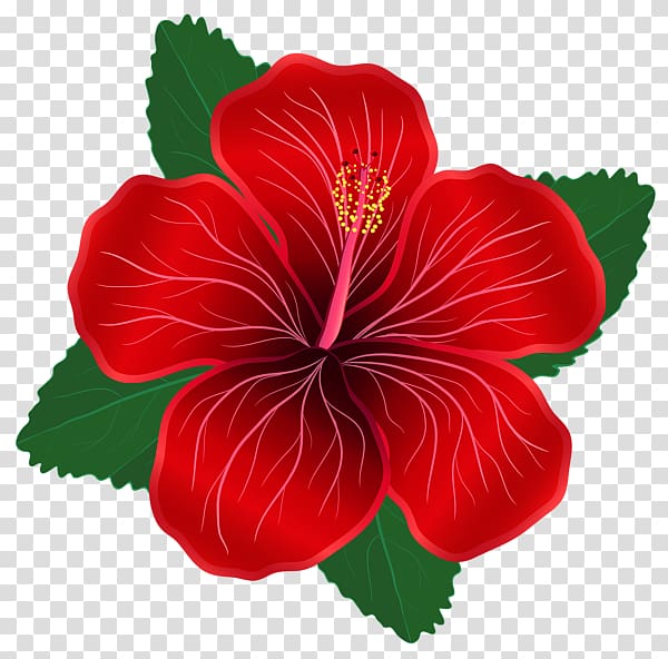 red Hibiscus flower illustration, Flower Red Lilium , moana transparent background PNG clipart