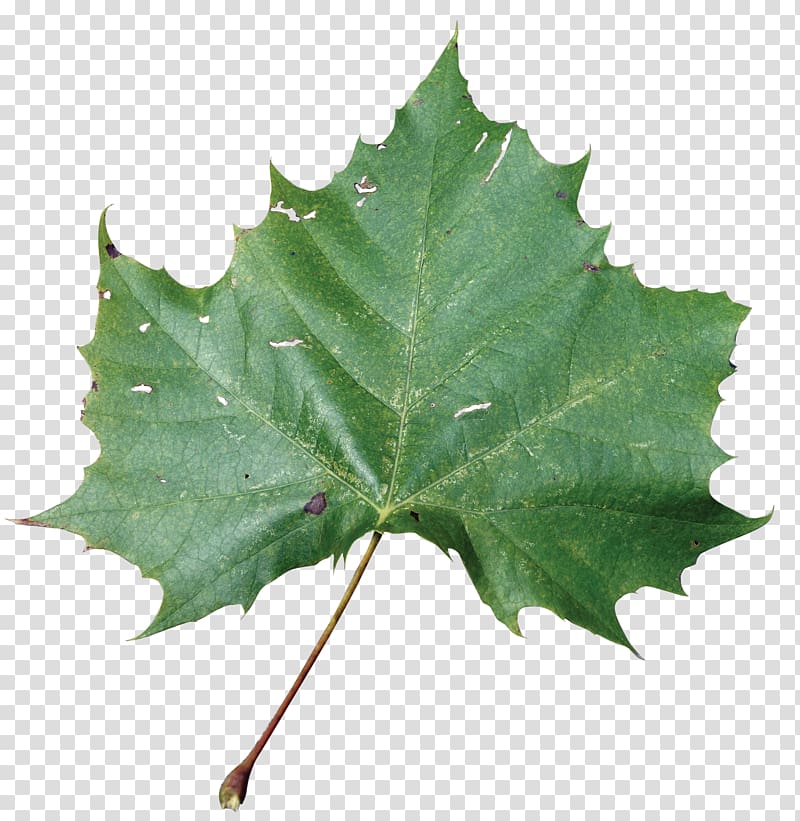 American sycamore Sycamore maple Leaf Beach rose American sweetgum, eucalyptus leaf transparent background PNG clipart