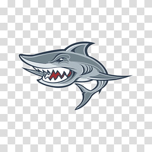 Shark Logo transparent background PNG cliparts free download