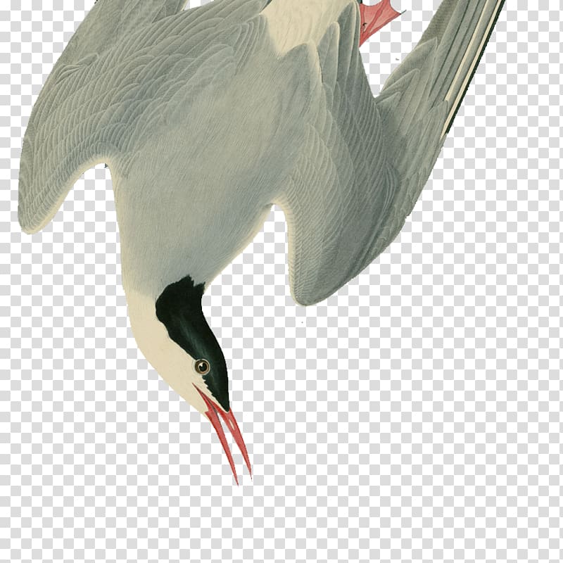 Water bird White stork Beak, falling feathers transparent background PNG clipart