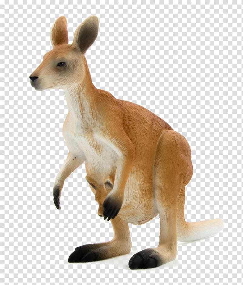 Red kangaroo Macropodidae Eastern grey kangaroo Western grey kangaroo Antilopine kangaroo, kangaroo transparent background PNG clipart