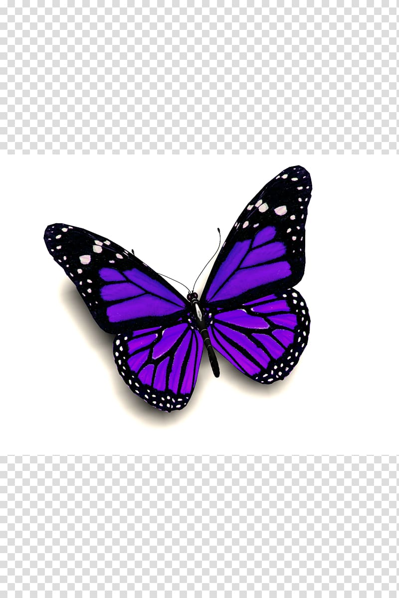 Ulysses butterfly Insect , butterfly transparent background PNG clipart