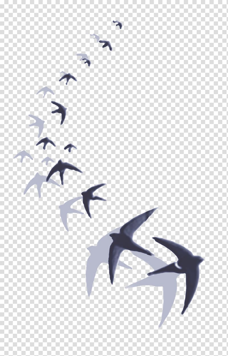 Barn swallow Hirundininae Drawing Bird, others transparent background PNG clipart