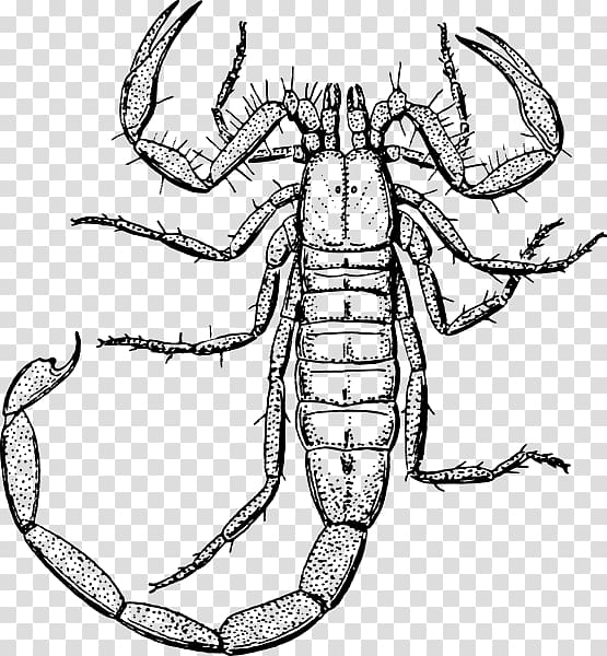 Scorpion Drawing Insect , SCORPION CARTOON transparent background PNG clipart