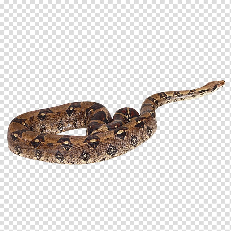 Rattlesnake Boa constrictor Vipers, snake transparent background PNG clipart