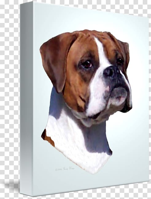 Valley Bulldog Boxer Olde English Bulldogge Dog breed, Boxer dog transparent background PNG clipart