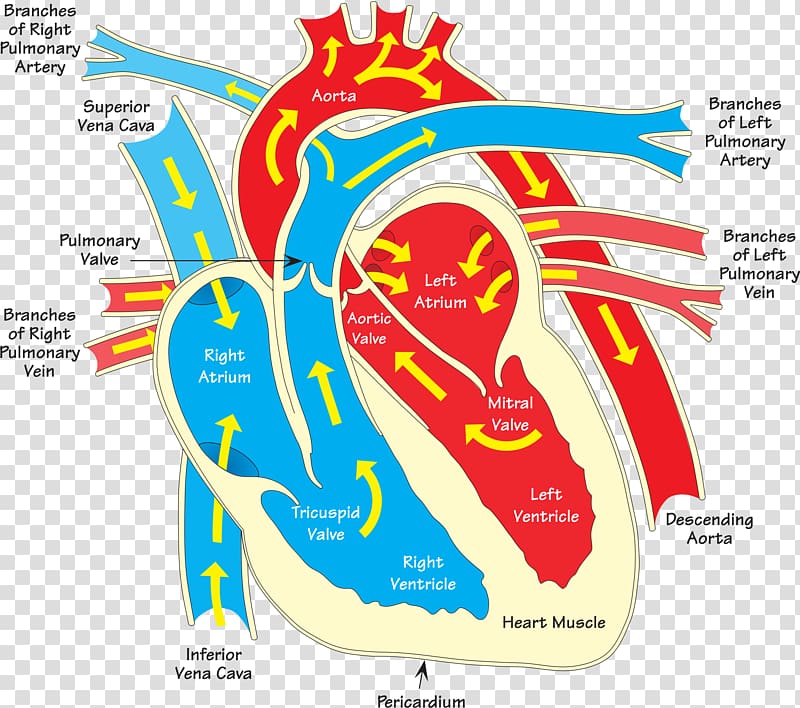 Heart Diagram Vein , human heart transparent background PNG clipart