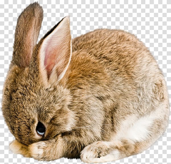 Domestic rabbit Cruelty-free , bunny rabbit transparent background PNG clipart