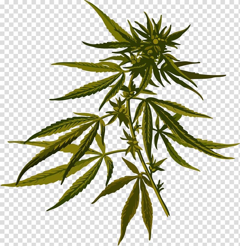 green cannabis leaves , Cannabis sativa Marijuana Hemp Medical cannabis, Cannabis transparent background PNG clipart