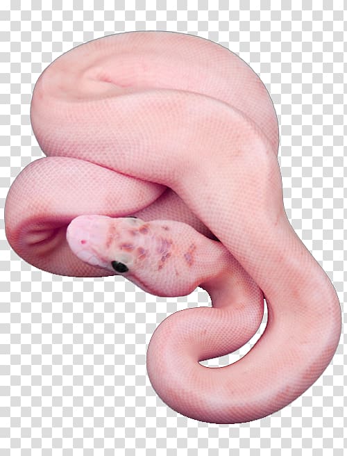 Snake Editing We Heart It, snake transparent background PNG clipart