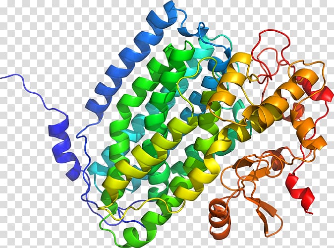 FNTA FNTB Farnesyltransferase Geranylgeranyltransferase type 1 Enzyme, transparent background PNG clipart