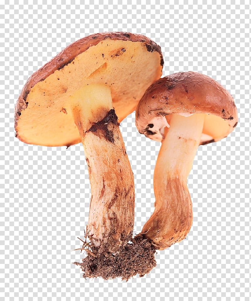 Edible mushroom Fungus, Fresh mushrooms transparent background PNG clipart