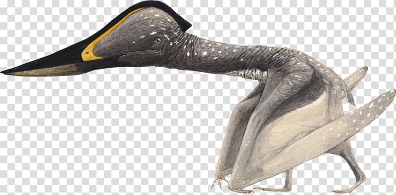 Pterosaurs Jidapterus Flying Reptiles Azhdarchidae Beak, Tupandactylus transparent background PNG clipart