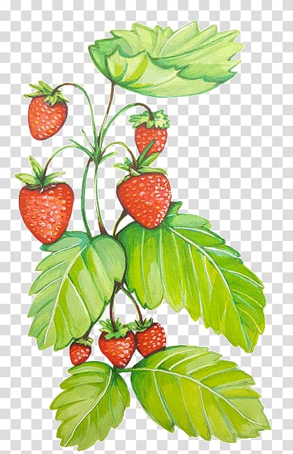 Strawberry Natural foods Raspberry Superfood, strawberry vine transparent background PNG clipart