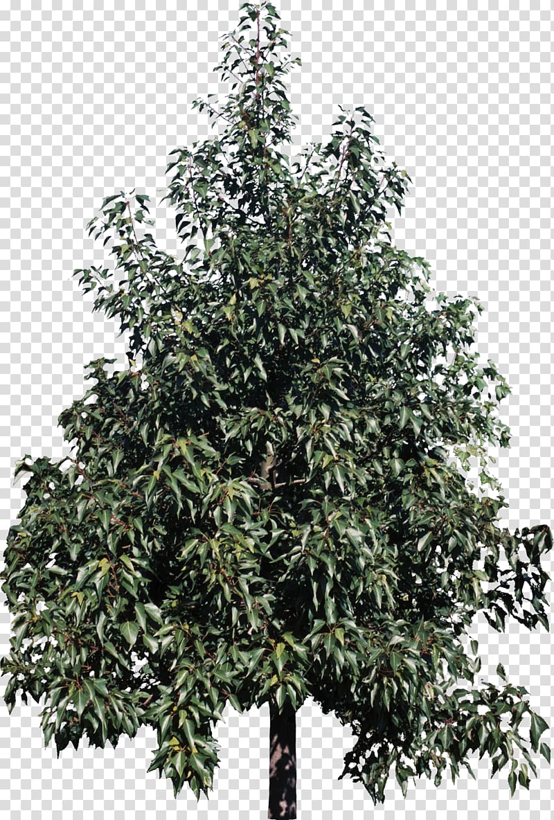 Tree Kurrajong Plant Shrub Catalpa speciosa, Bush transparent background PNG clipart