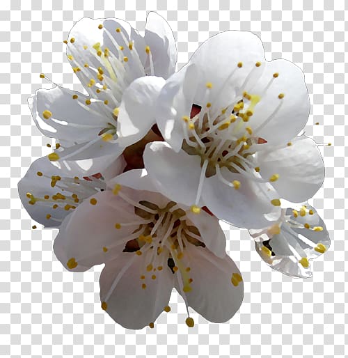 Flower Cerasus Petal, flower transparent background PNG clipart