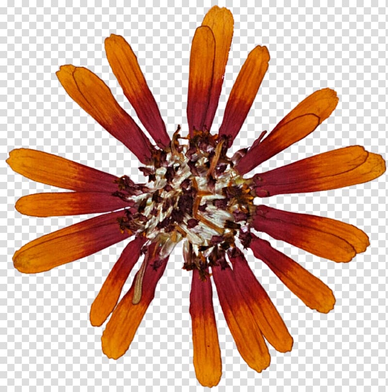 Cut flowers Petal, dried flower transparent background PNG clipart