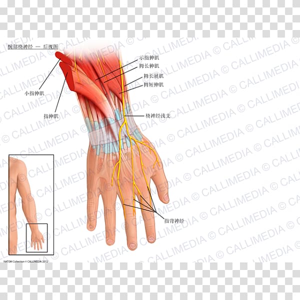 Radial nerve Wrist Anatomy Radial artery, hand transparent background PNG clipart