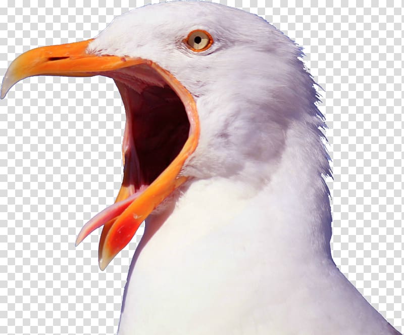 Bird Gulls Pelican YouTube Beak, seagull transparent background PNG clipart