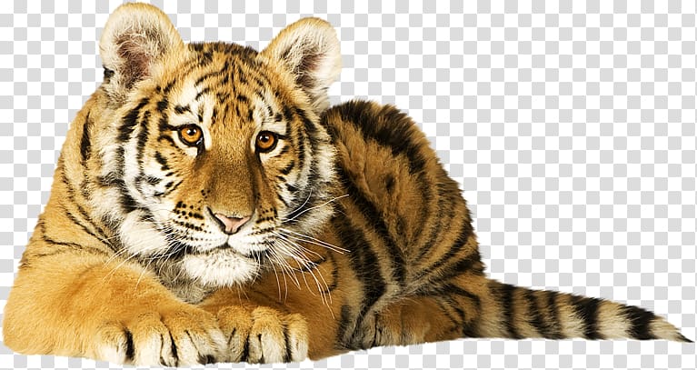 Cat Bird Siberian Tiger Lion Bengal tiger, tiger transparent background PNG clipart