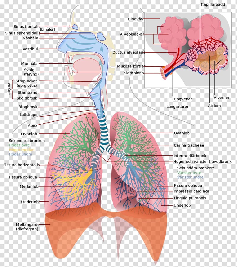 Respiratory system Respiratory tract Respiration Breathing Lung, artificial respiration transparent background PNG clipart