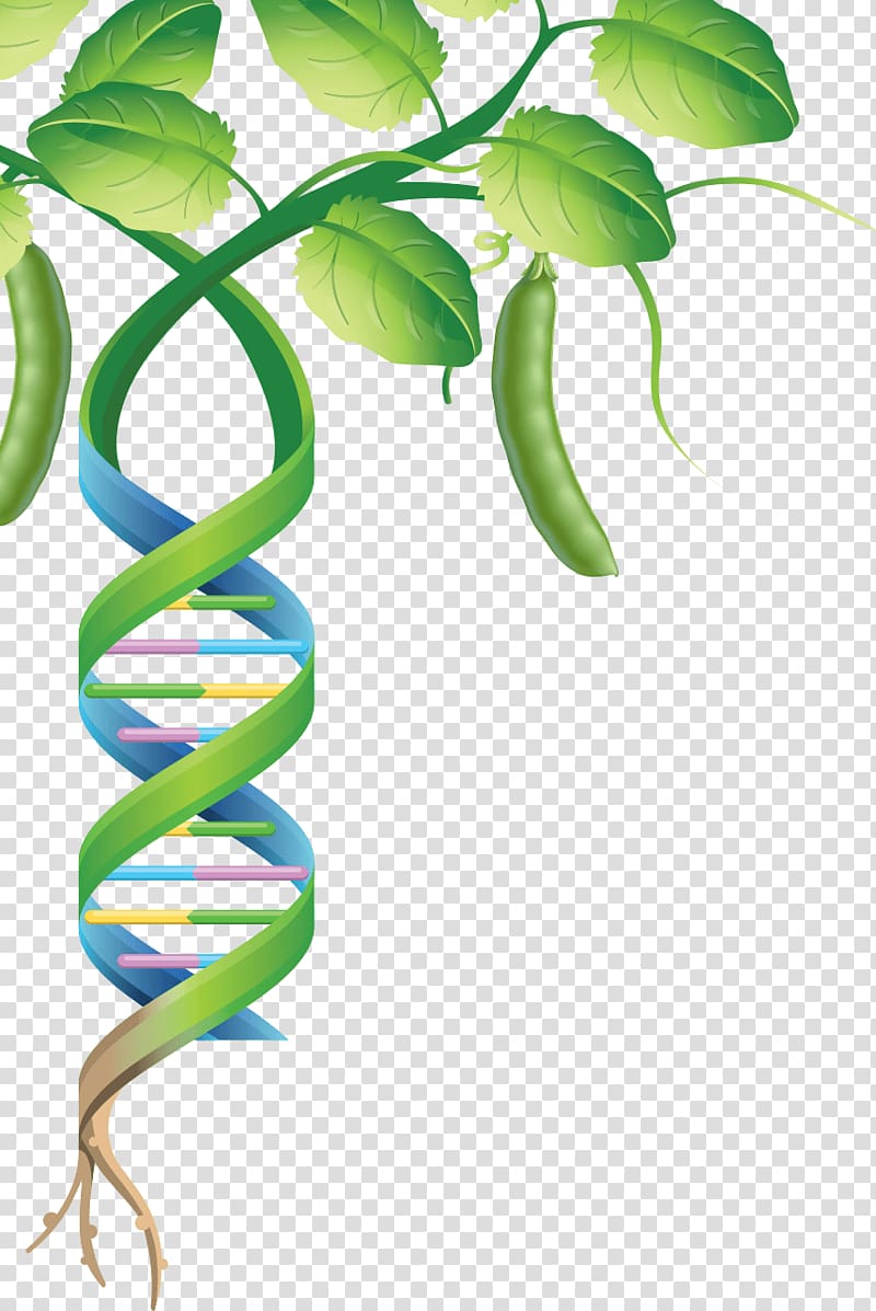 International Year of Pulses Legume Genome Plant Pea, plant transparent background PNG clipart