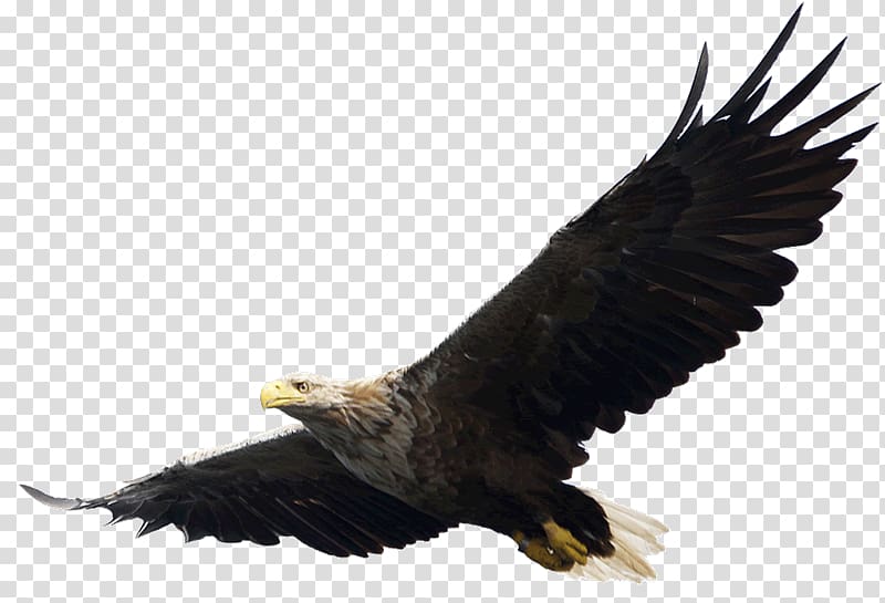 Bald Eagle , eagle transparent background PNG clipart