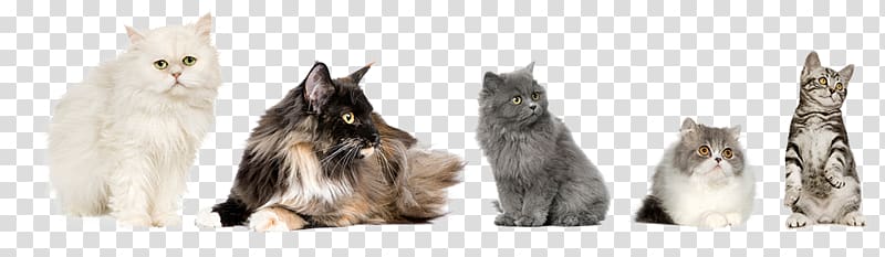 Maine Coon Kitten Whiskers Raccoon Fur, catvet transparent background PNG clipart