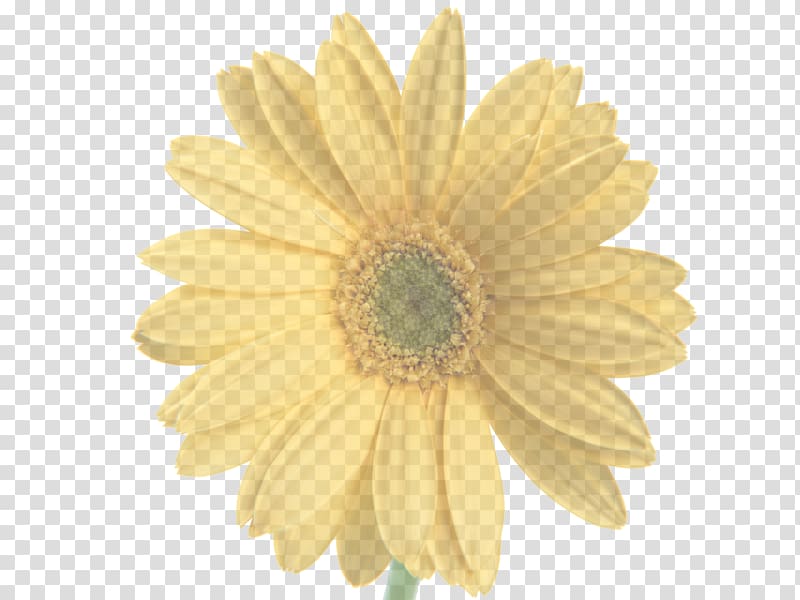 Flower bouquet Tulip China Common sunflower, flower transparent background PNG clipart