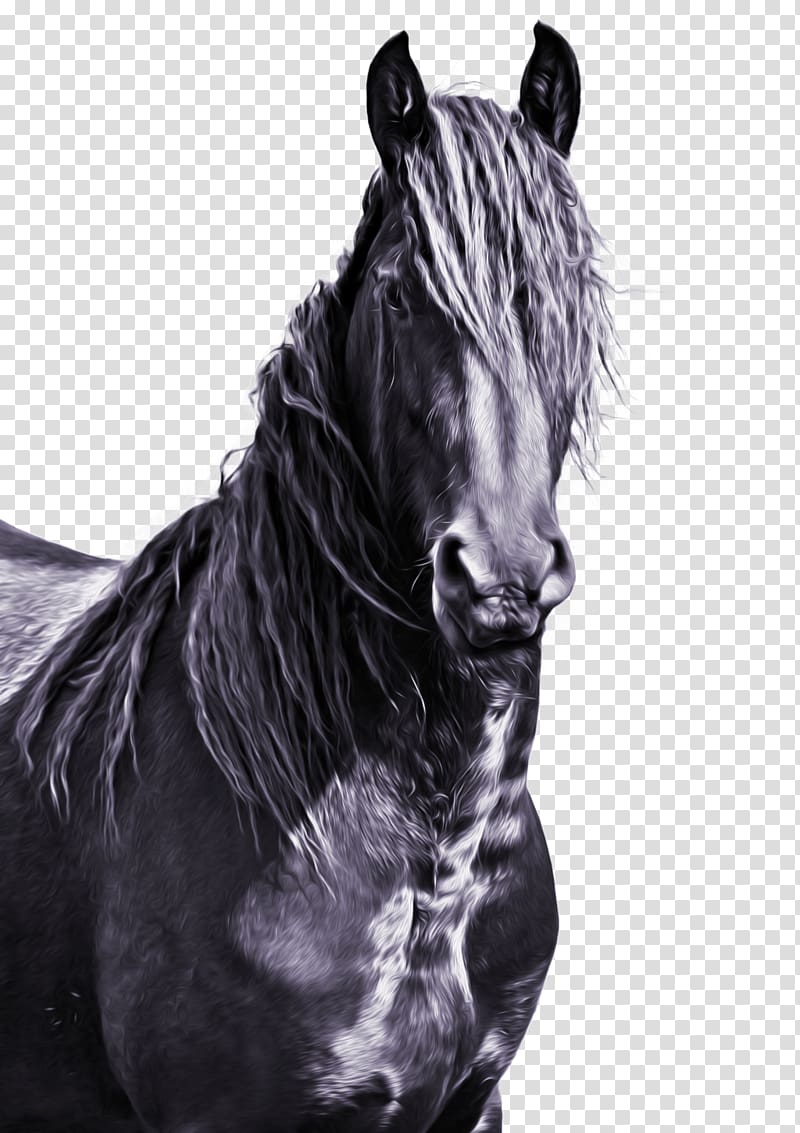 Friesian horse Mane American Paint Horse Mustang Stallion, mustang transparent background PNG clipart