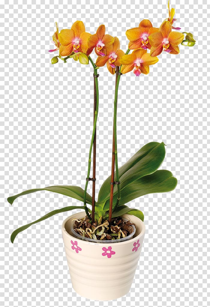 Moth orchids Flower Chrysanthemum Floristry, Orange flower floral decoration software installed transparent background PNG clipart