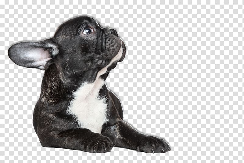French Bulldog Toy Bulldog Puppy Dog breed, puppy transparent background PNG clipart