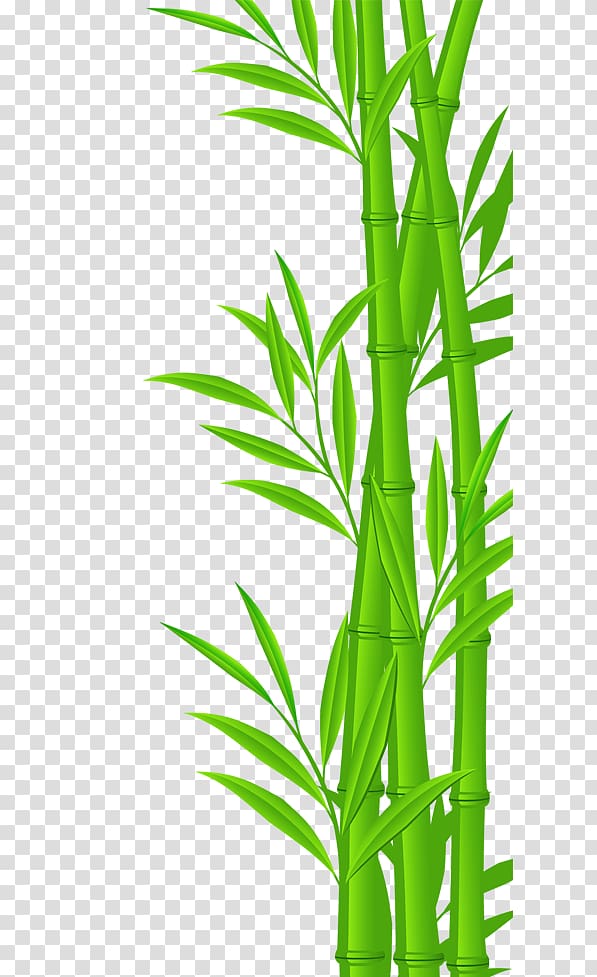 green bamboo illustration, Bamboo Euclidean Illustration, bamboo transparent background PNG clipart
