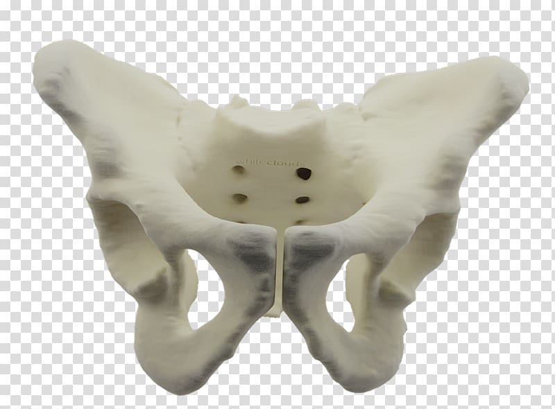 3D printing Pelvis WhiteClouds Bone, pelvis transparent background PNG clipart