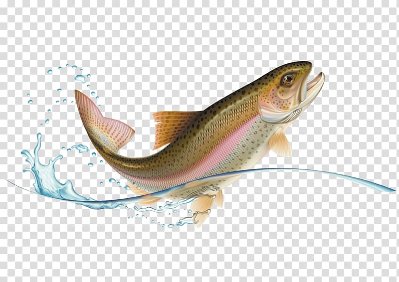 Rainbow trout , fish transparent background PNG clipart