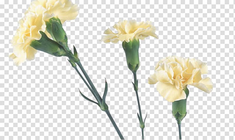 Carnation Yellow Flower bouquet Red, Trumpet flowers transparent background PNG clipart