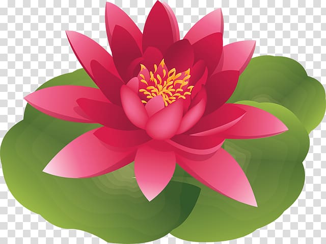 Water lily Lilium candidum Easter lily , Lily Pond transparent background PNG clipart