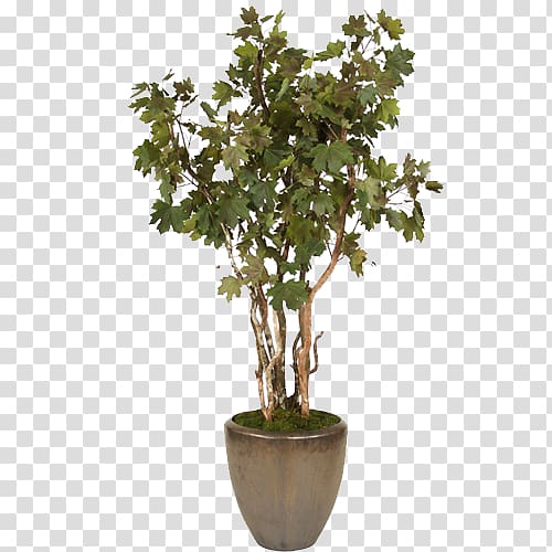 green leafed plant with brown pot, Flowerpot Shrub Tree Bonsai Sageretia theezans, Dark green shrub bonsai trees conical pot transparent background PNG clipart
