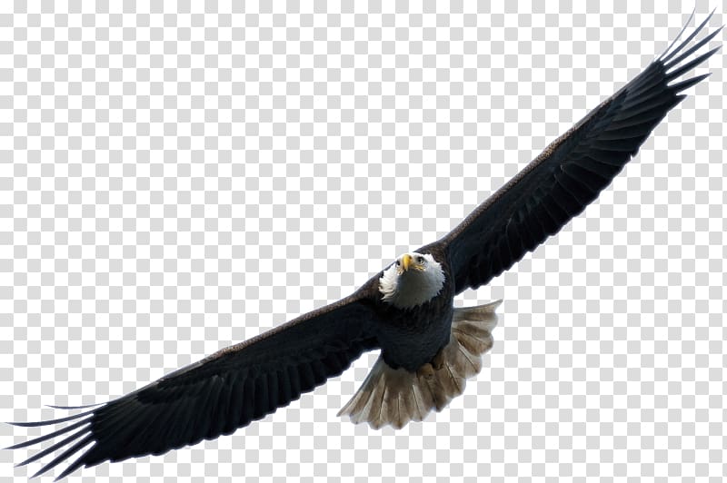 Bird Airplane Eagle Drone racing, flying bird transparent background PNG clipart