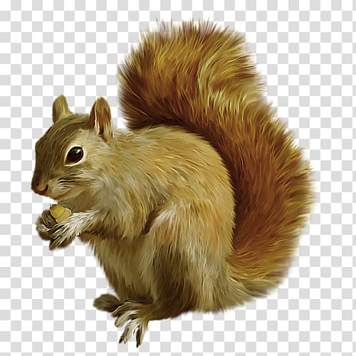 Tree squirrel Mexican gray squirrel , others transparent background PNG clipart