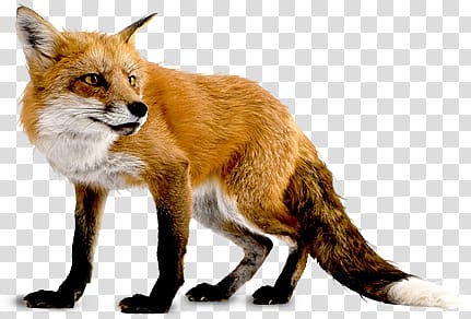 Fox transparent background PNG clipart