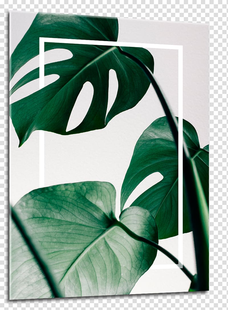 Swiss cheese plant Poster Canvas print, monstera transparent background PNG clipart