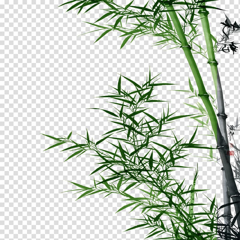 Bamboo Asparagus setaceus, bamboo transparent background PNG clipart