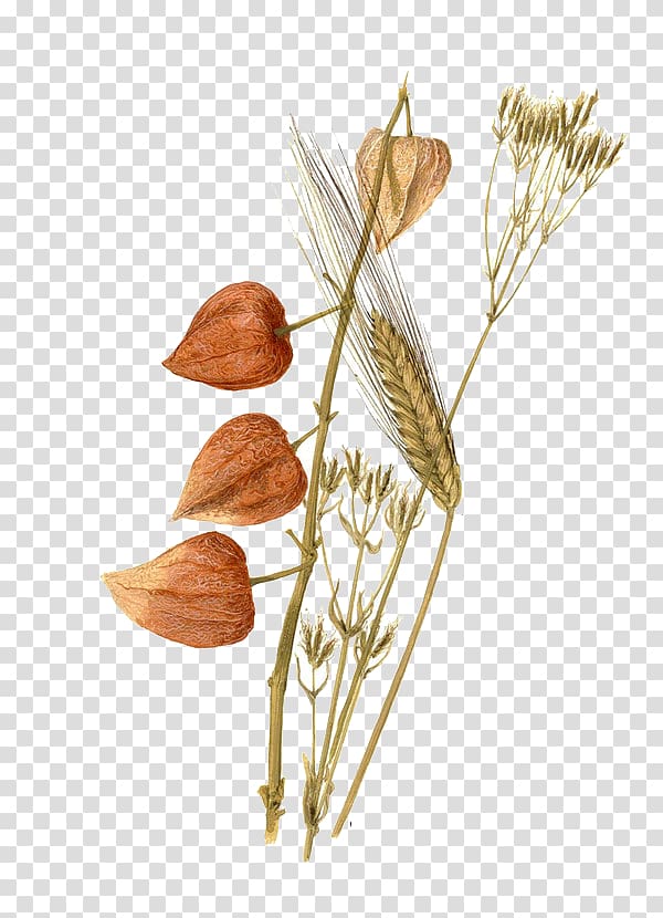 Watercolor painting Still life Wheat Painter, wheat transparent background PNG clipart