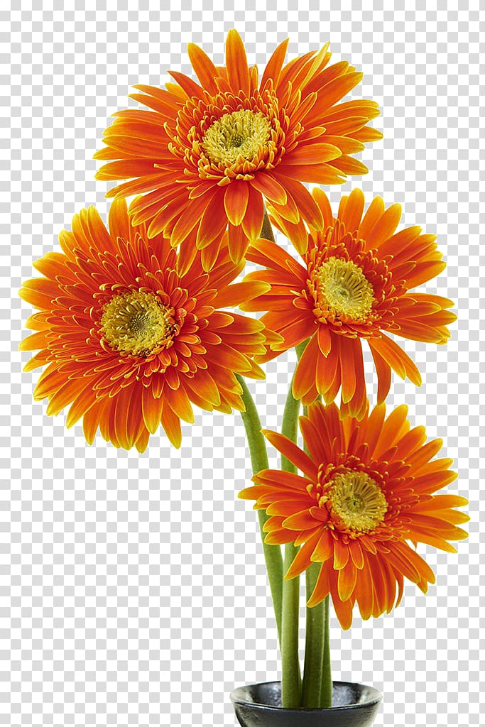 Transvaal daisy Flower Orange Chrysanthemum, Orange gerbera bouquet transparent background PNG clipart