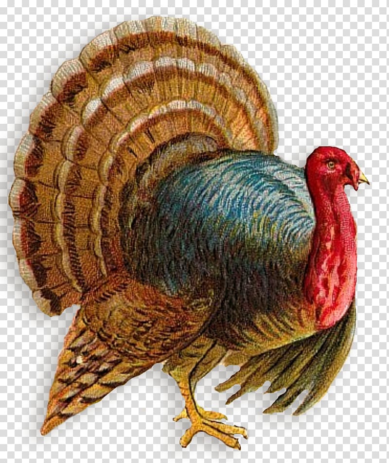Turkey meat , Thanks Giving transparent background PNG clipart