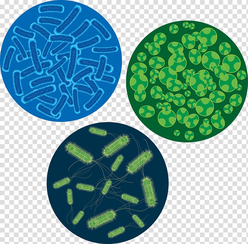 microscopic bacterias , Bacteria Microscope Virus Cell Euclidean , FIG bacteria transparent background PNG clipart