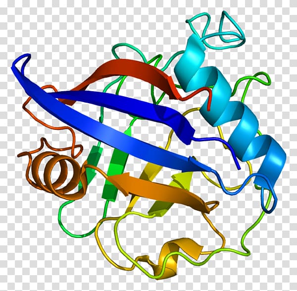 Gene Triosephosphate isomerase Nucleic acid sequence DNA, reference transparent background PNG clipart