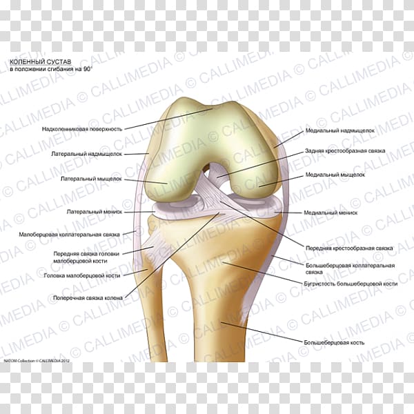Knee Anatomy Fibula Sesamoid bone Human skeleton, Posizione transparent background PNG clipart