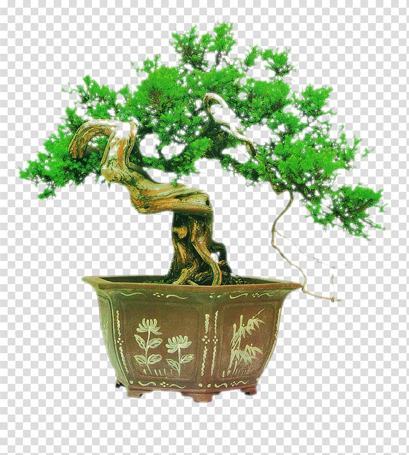 Bonsai Tree Chinese garden Podocarpus macrophyllus, Potted Tree transparent background PNG clipart